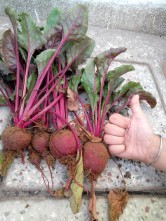 Homegrown beetroots