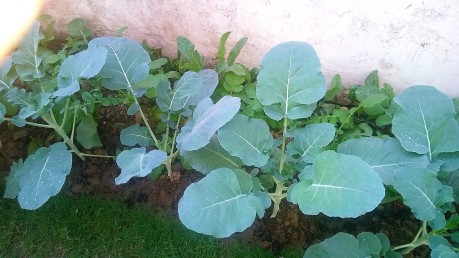 Broccoli In My Garden